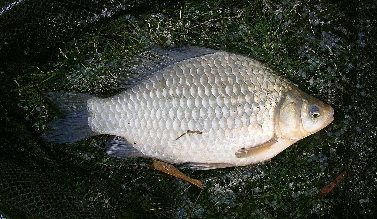 Рыба похожая на карася. Carassius auratus серебряный карась. Серебряный карась (Carassius gibelio). Карась обыкновенный Carassius Carassius. Карась золотой горбатый.