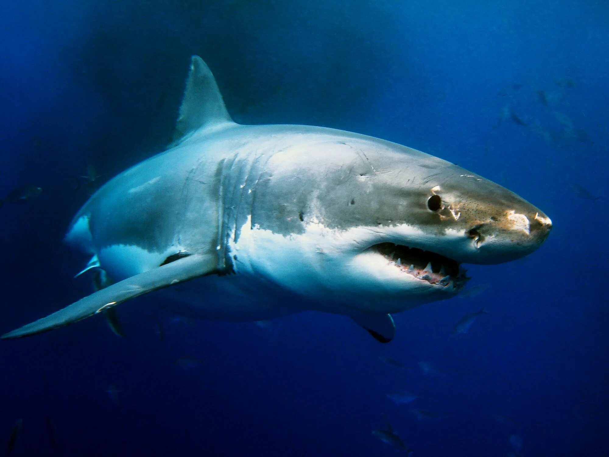 Фотки больших акул. Белоперая рифовая акула. Большая белая акула (great White Shark). Короткошипая акула. Сельдевая акула фото.