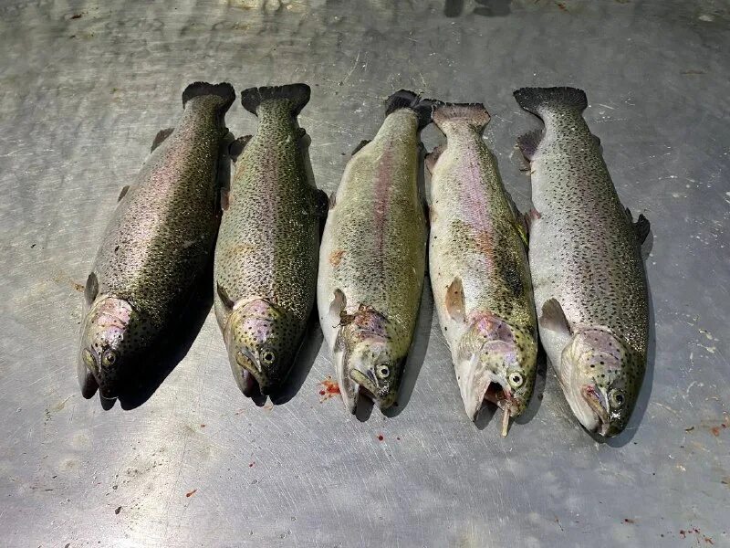 форум. багиня орг. создать форум на сайте. форумы примеры. вопросник инвесторам.