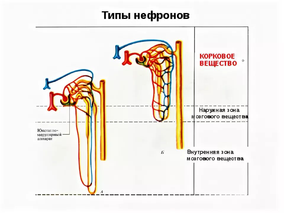 Типы нефронов схема. Строение коркового нефрона. Корковые нефроны функции. Установите соответствие между характеристикой и частью нефрона