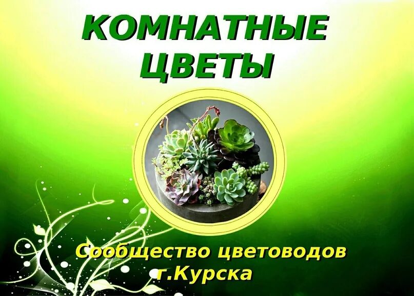 Интернет-барахолка доска объявлений старых вещей. Цветочная барахолка старая русса. Подписка на цветы москва. Феникс старая русса. Цветочная барахолка тобольск.