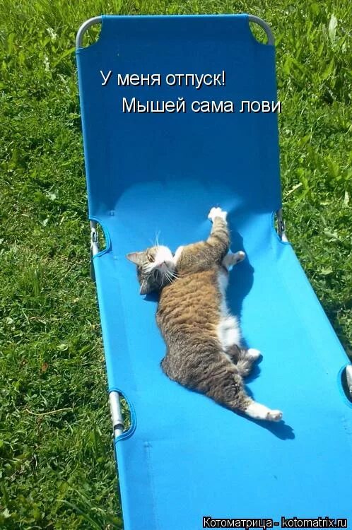 Не унывай кот. А вот и я кошка. Котоматрица за прошлую неделю. Ура отпуск. Смешные картинки с котами.