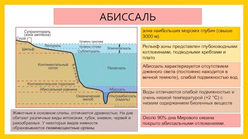 Глубина вопроса. Абиссаль. Абиссаль зона. Зоны мирового океана. Экологические зоны мирового океана.