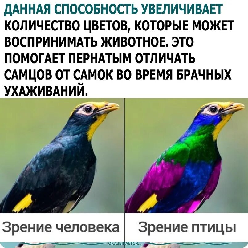 Птица восприятия