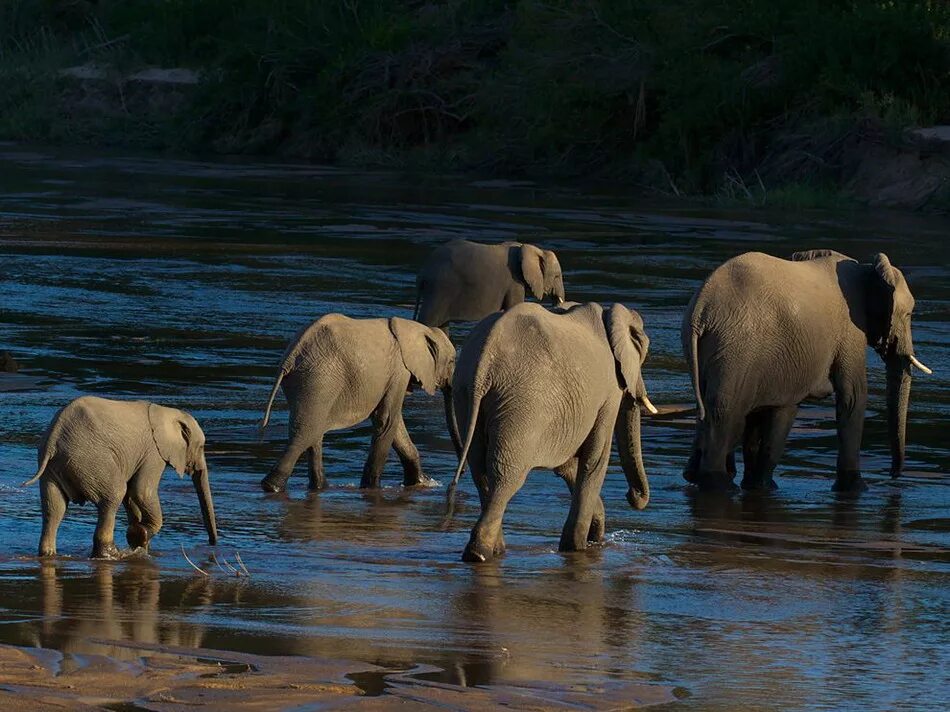 Нэшнл географик животные. ЮАР слоны. Фото животных National Geographic. Водопой фото.