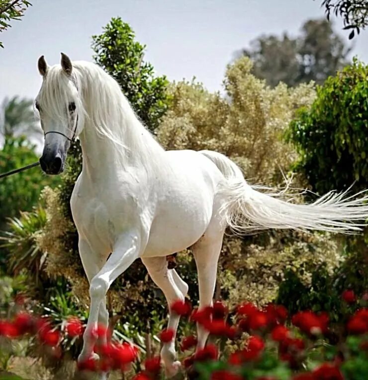 Про лошадей красивый. Белая лошадь. Очень красивые лошади. Красивый конь. Арабская лошадь.