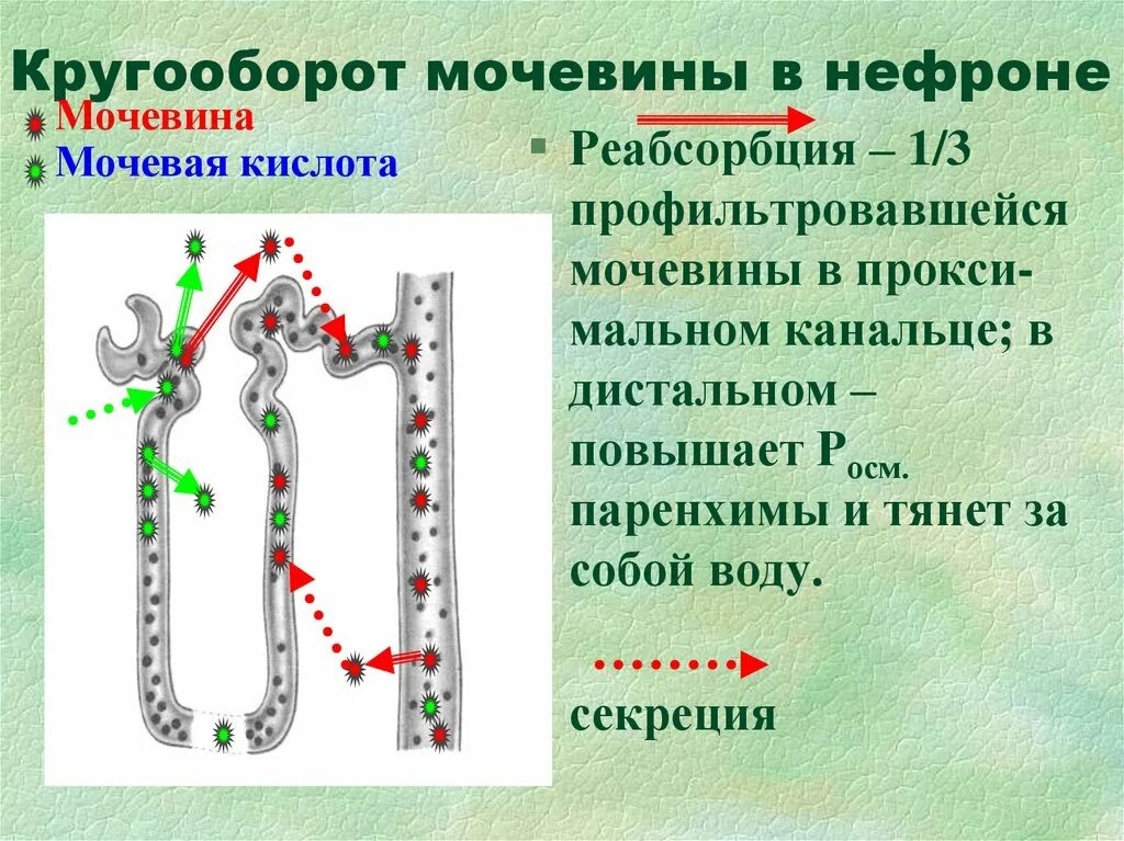 Белковые канальцы. Реабсорбция мочевины механизму. Реабсорбция мочевины физиология. Реабсорбция в почках мочевины. Реабсорбция воды в нефроне.