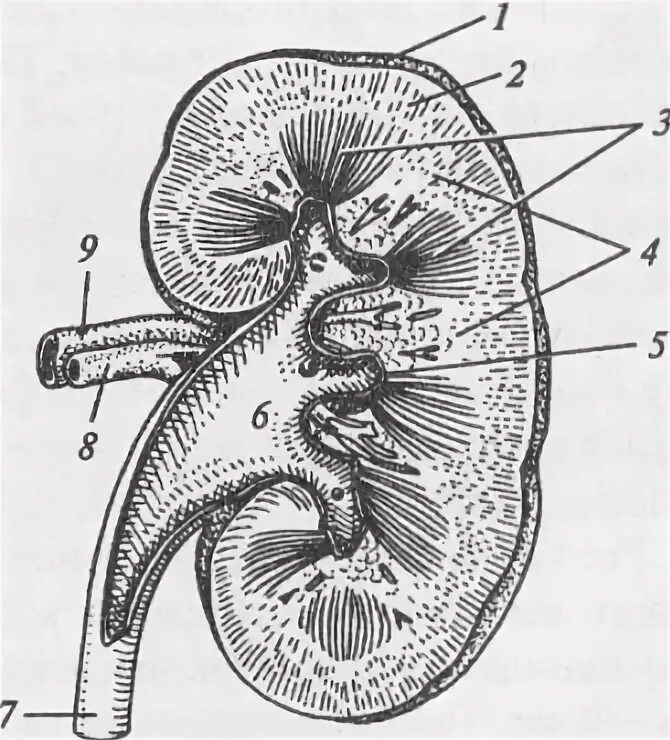 На рисунке 2 изображено строение почки. Строение почки человека без подписей. Строение почки рис 70. Почка строение анатомия без подписей. Строение почки человека чб.
