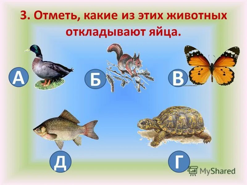 Размножение животных 3 класс окружающий мир презентация. Тест 3 класс размножение и развитие животных. Тест 3 класс размножение и развитие животных. Тест 3 класс размножение и развитие животных. Лиса и черепаха.