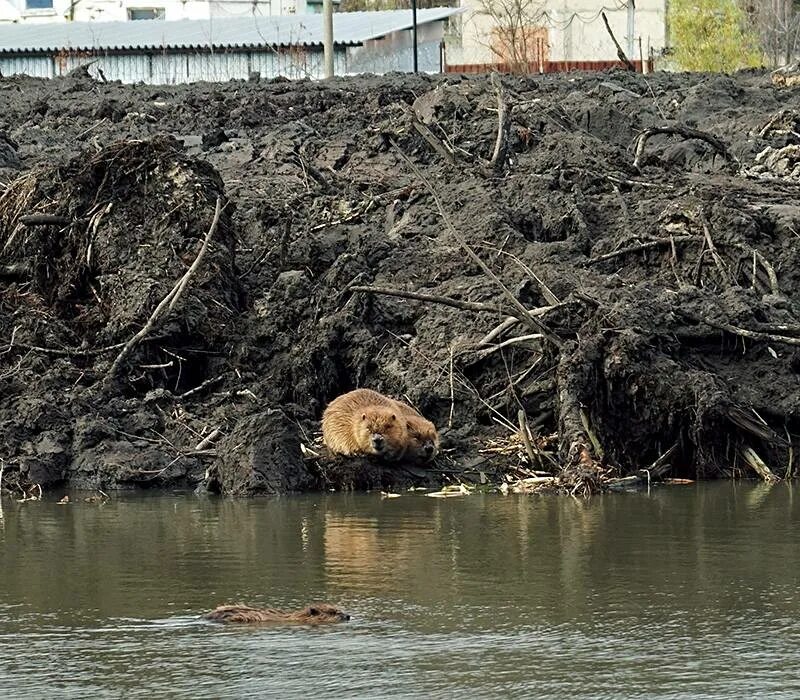 Вода поднялась и затопила бобровую хатку