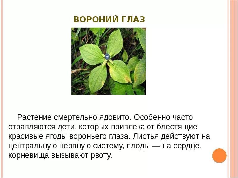 Рассказ о ядовитых растениях. Ядовитые растения. Опасные растения для человека. Растения которые опасны для человека. Растения опасные для че.