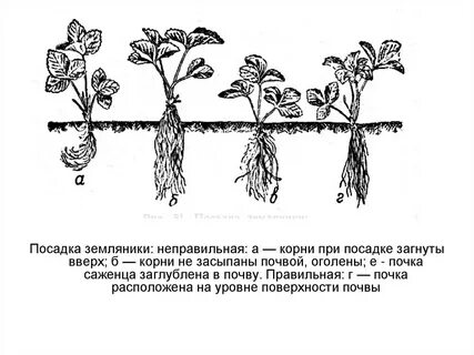 Как садить клубнику рассадой