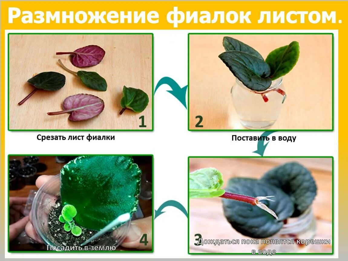 Как размножается фиалка листом. Фиалки черенкование листочками. сенполия черенкование листьев. узамбарская фиалка размножение листом. размножение фиалок листочками.