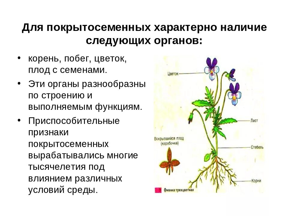 Покрытосеменные цветковые растения строение. Строение покрытосеменных растений строение цветка. Внешнее строение покрытосеменных растений. Органы покрытосеменных растений схема. Образование цветка появление вегетативных