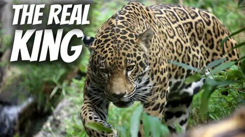 Were jaguar
