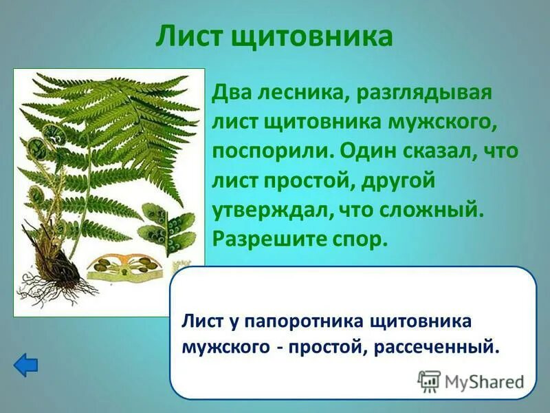 папоротник заросток и спорангии. выводковые почки папоротника. нужна ли папоротникам вода для размножения. размножение папоротников схема. размножение папоротников 6 класс биология.