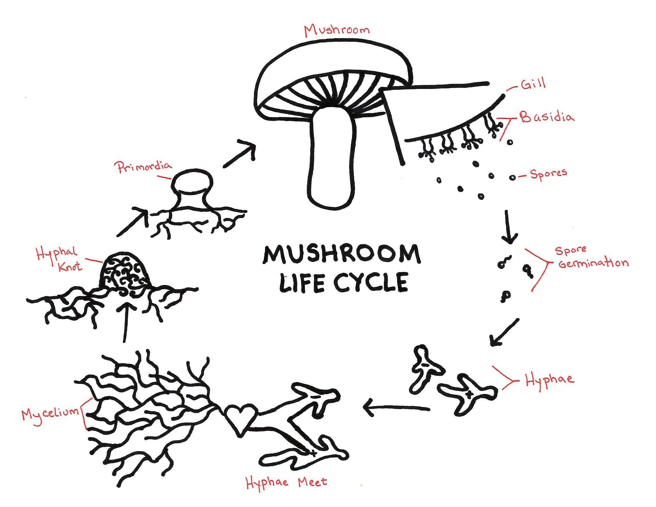 Споры гриба. Цикл гриба. Жизненный цикл грибов. Mushroom Life Cycle. Mushroom глагол