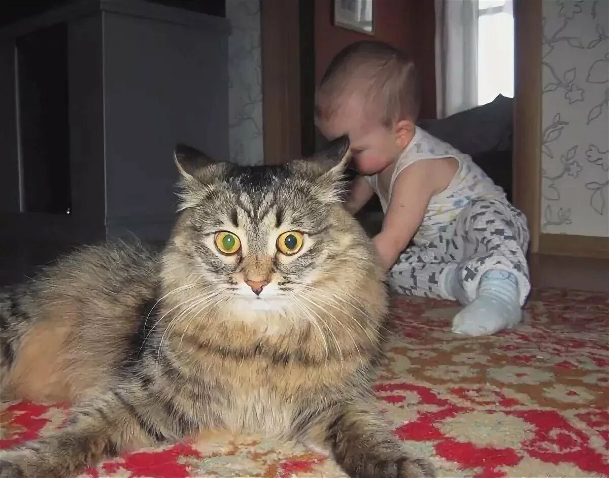 Включи коты нету. Коты приколы с надписями. приколы с детьми и котами. солнышко встало догадался барсик.