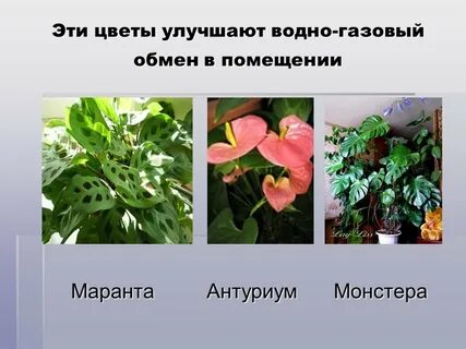Растения улучшают
