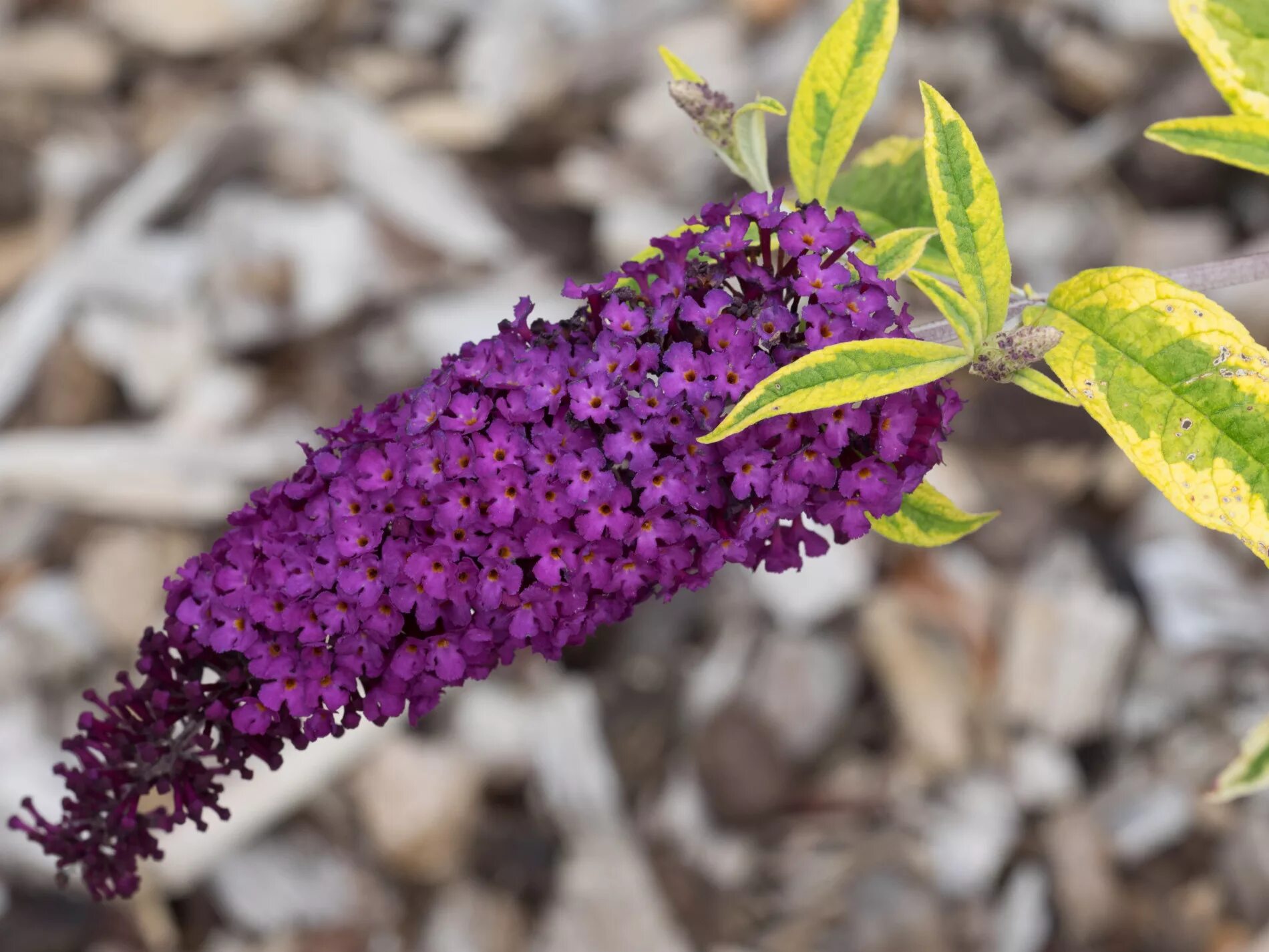 будлея. буддлея давида сорта. цветы сирень буддлея. будлея. будлея.