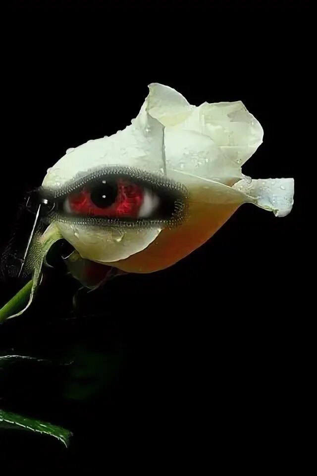 Глазик Розе. Розария глаза вид. Глазок розы