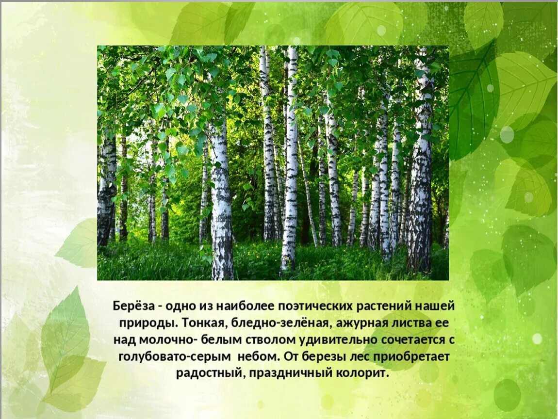 Березка краткое. Описание березы. О берёзе кратко. Береза 4 класс. Береза информация для детей.