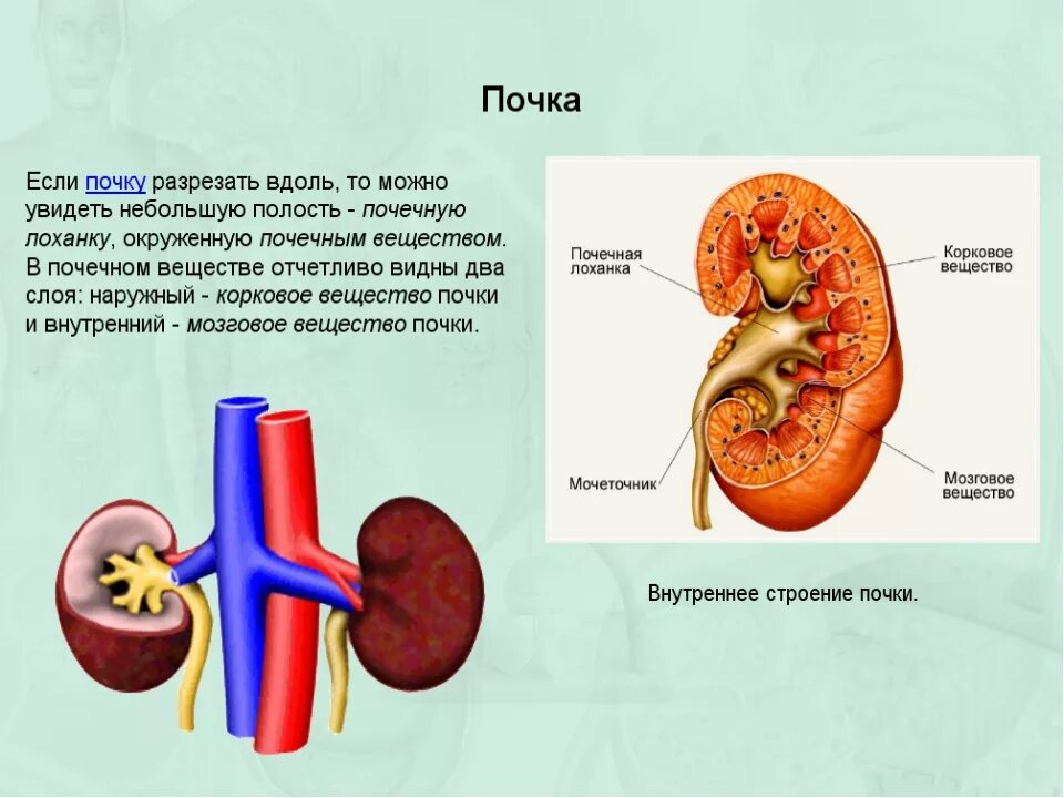 Почему плохие почки