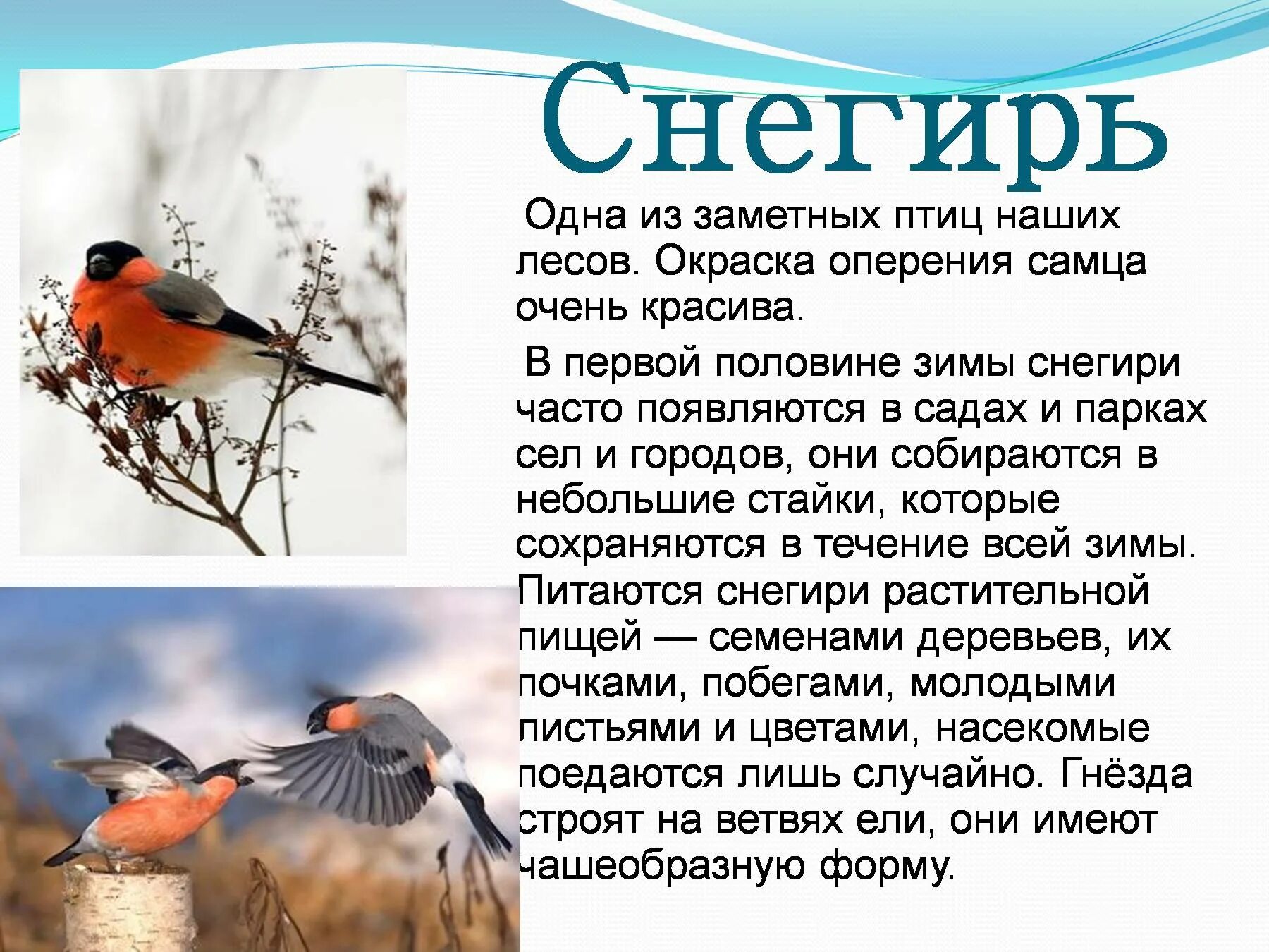 Краткий рассказ о птице. Рассказ о птицах. Доклад про птиц. Доклад про птиц 1 класс. Доклад о птицах 3 класс по окружающему миру.