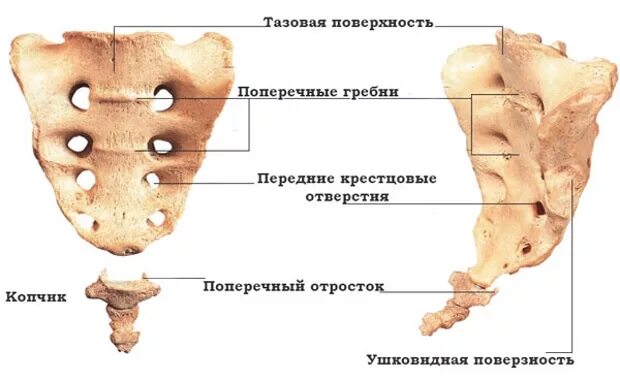 Крестец синельников атлас. Копчиковый отдел позвоночника анатомия. Поясничный отдел позвоночника анатомия. Кости таза и пояснично-крестцовый отдел позвоночника. Крестец и копчик анатомия.