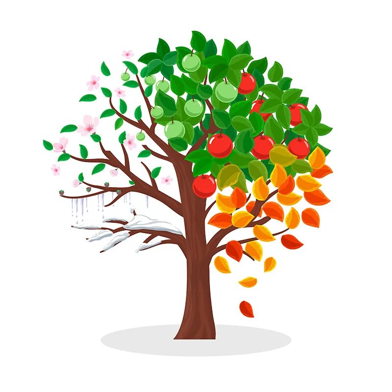 Яблоня в разные времена года. Сезонное дерево. Сезонное дерево для детей.