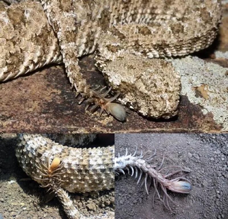 Паукохвостая гадюка. Ложнорогатая гадюка с пауком на хвосте. Персидская ложнорогатая гадюка. Персидская рогатая гадюка. Иранская паукообразная ложнорогая гадюка.