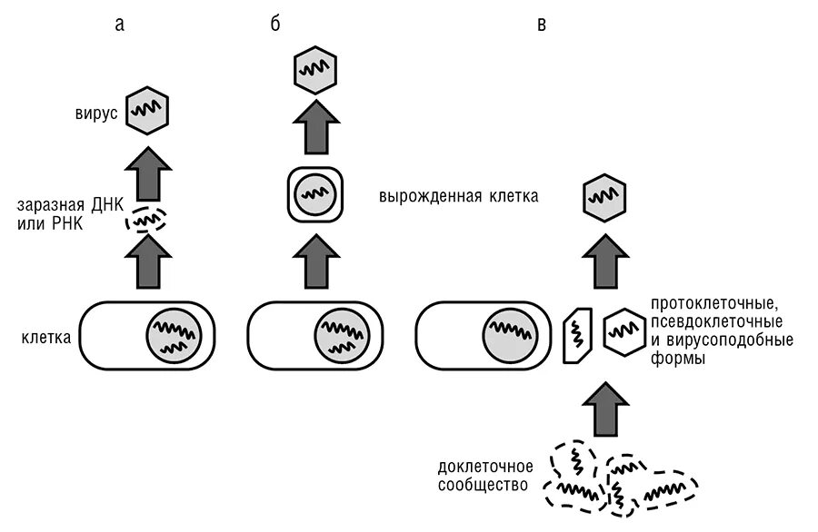 Гипотезы происхождения вирусов. Регрессивная гипотеза происхождения вирусов схема. 3 Гипотезы происхождения вирусов. Гипотезы происхождения вирусов кратко.