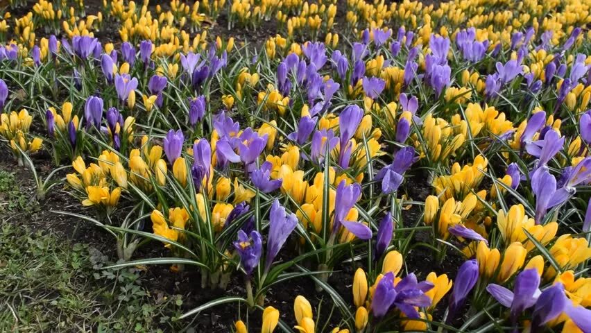 Крокус видео от 1 лица. Крокус Сток. Yellow and Violet Crocus. Yellow and Violet Crocus Blooming. Картинки Крокус Биг Йеллоу.