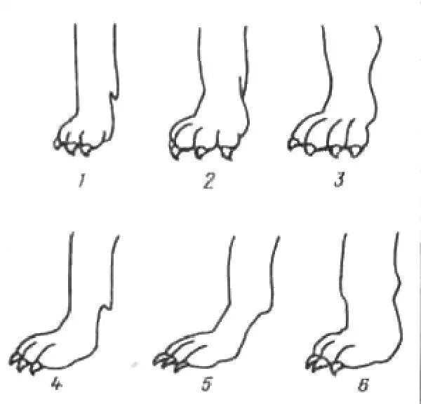 Размет лап у собак передние конечности. Размет передних конечностей у щенка. Размет передних лап у немецкой овчарки.