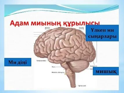 Норильсктегі свинг топтық секс