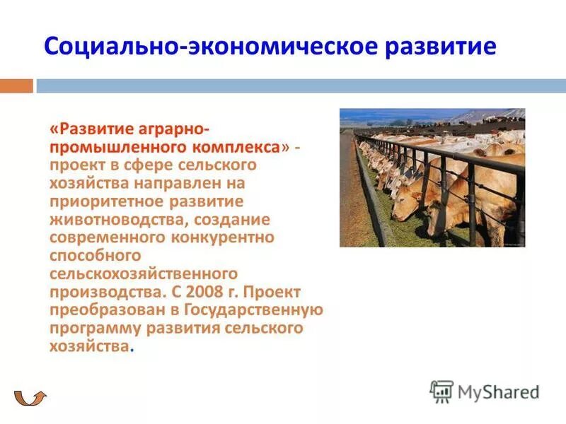 Проблемы и перспективы развития животноводства. Проблемы и перспективы развития животноводства
