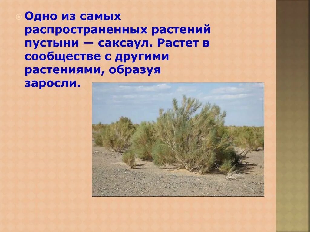 Природная зона пустыня растения. Растения зоны пустынь саксаул. Зона полупустынь России растительность. Растительность пустыни и полупустыни в России. Растительный мир пустынь и полупустынь в России.