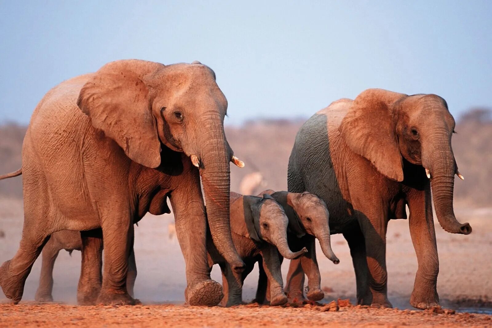 4 слоника. Слон слониха Слоненок. Слон слониха и два слоненка. Семья слонов. Четыре слона.