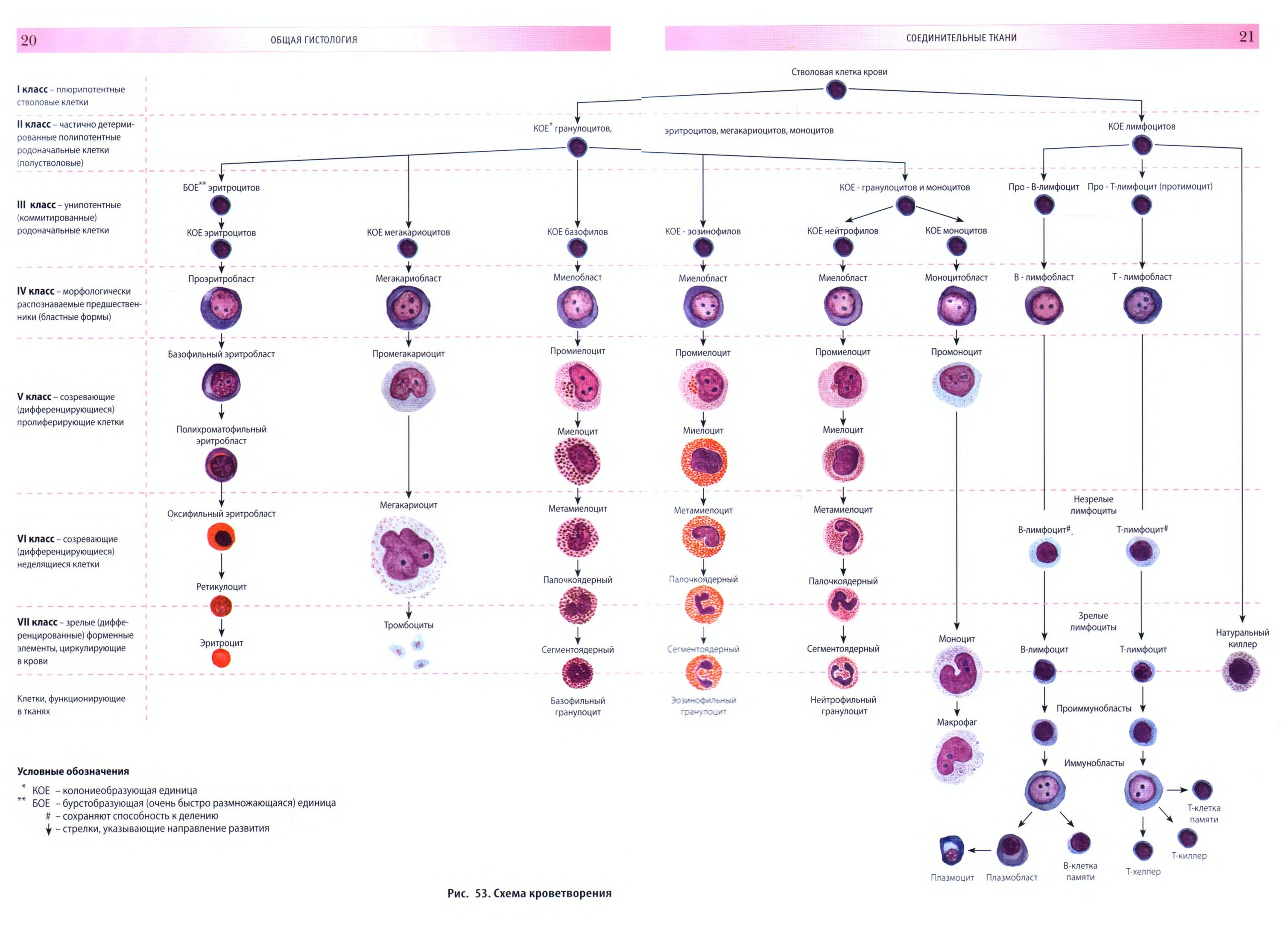Кровь дифференцировка. Схема кроветворения человека Быков. Схема кроветворения стволовая клетка. Кровь схема кроветворения по и.л Черткову а.и Воробьеву. Стволовая клетка крови гистология.
