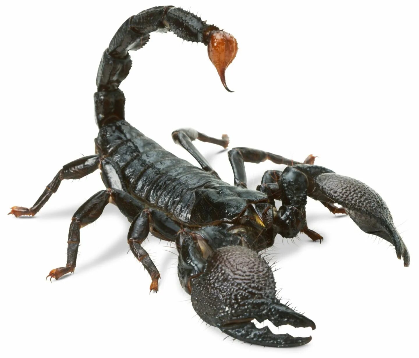 Animals scorpions. Пандинус Император. Гвинейский Императорский Скорпион. Скорпион пандинус Император. Скорпион черный Императорский.