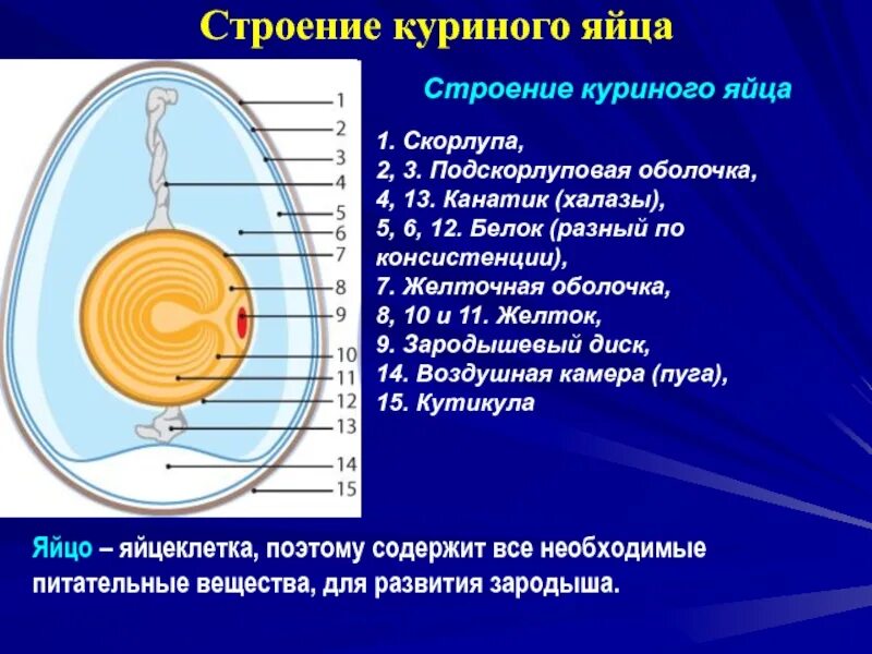 Появление яйцевых оболочек. Строение желтка яйца курицы. Канатики халазы строение. Строение яйца курицы (по Белоусову, 1993). Строение халазы в яйце.