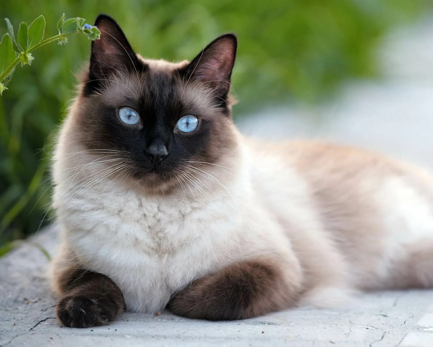 Фотографии кошек породы сиамских кошек. Сиамская кошка. Сиам кошка Сиамская. Сноу Шу кошка длинношерстная. Сиамский Сноу-Шу.
