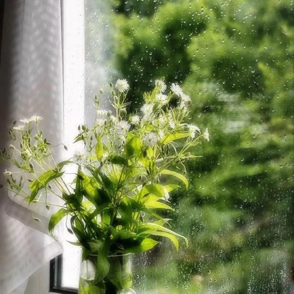После летнего дождика. Цветы на окне. Комнатные растения на окне. Цветы на окне и дождь.
