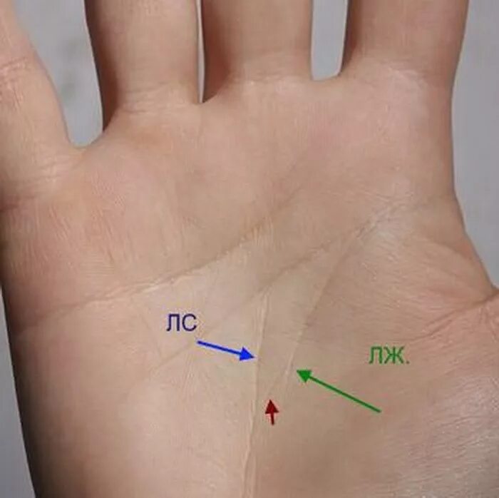 Линия жизни становится. Линия жизни на ладони. Линия судьбы на руке фото. Линия жизни точки на ладони.