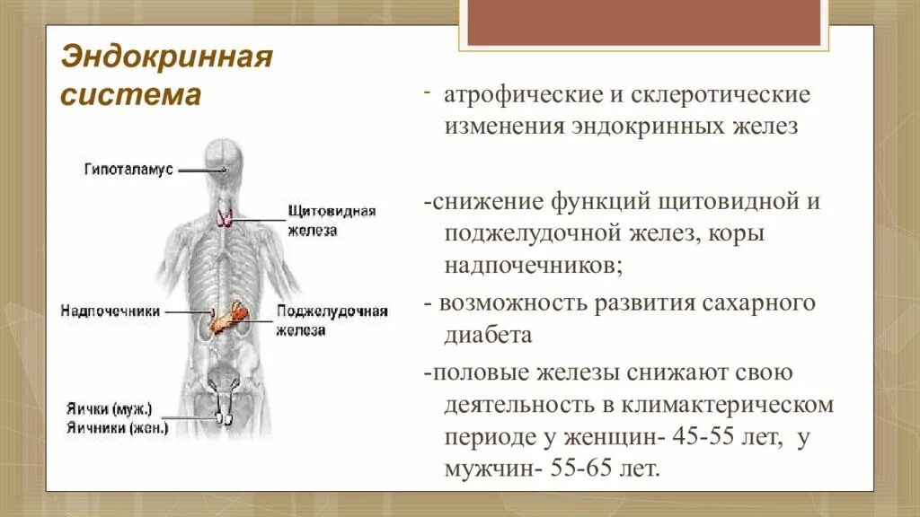 Эндокринная система у лиц пожилого и старческого возраста. .Система желез внутренней секреции. Функции. Изменения эндокринной системы в старческом возрасте. Изменения эндокринной системы у пожилых. Возрастные изменения желез