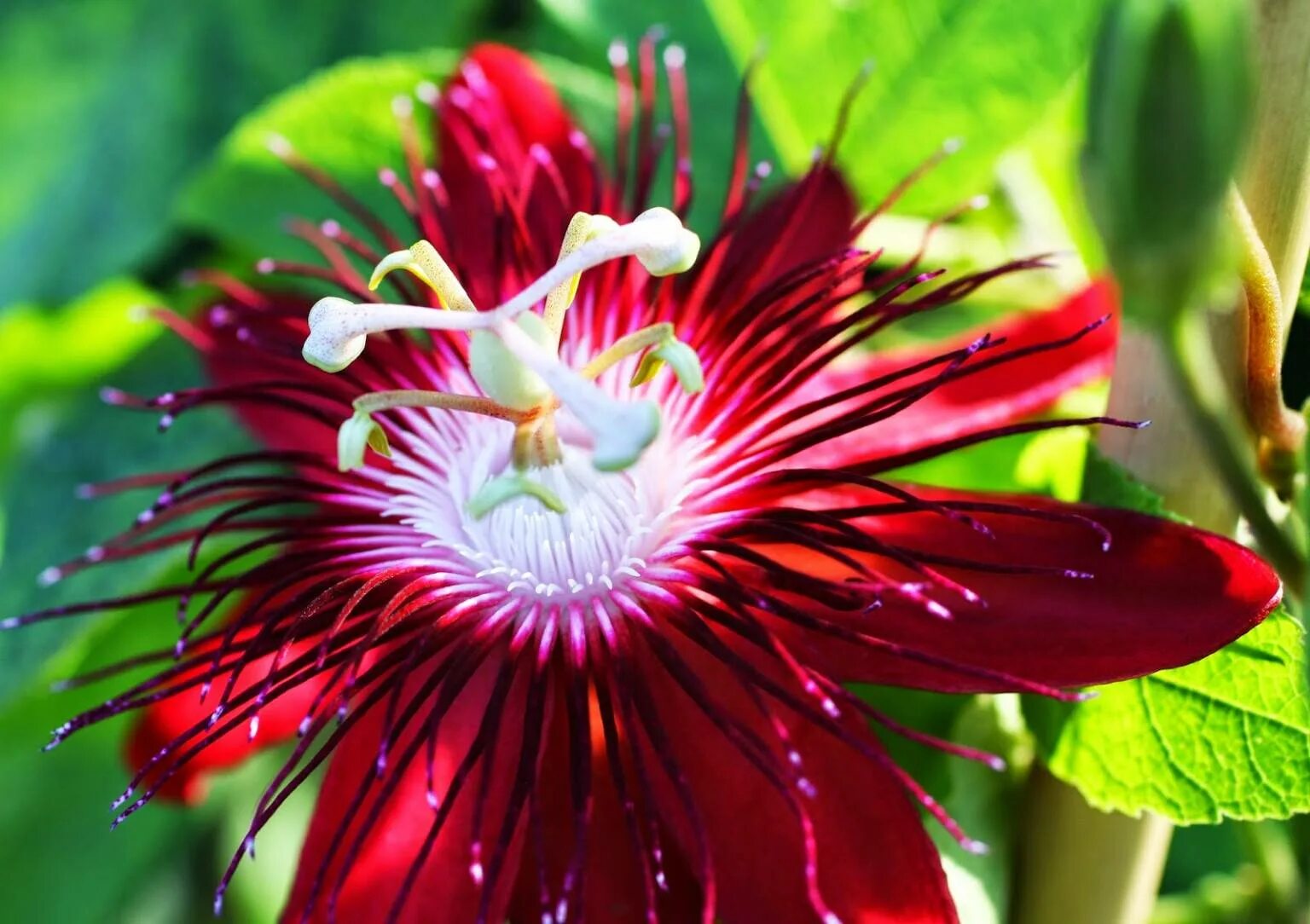 Нарисуй растение с необычными цветками. Почифора. Редкие цветы. Уникальные цветы. Кокио растение красная книга.