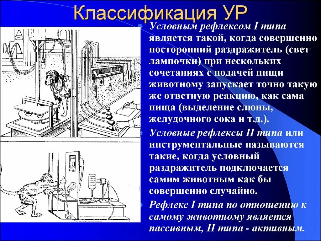 Положительные рефлексы. Классификация условных рефлексов. Условные рефлексы подразделяются на. Виды классификаций условных рефлексов. Условные рефлексы являются.