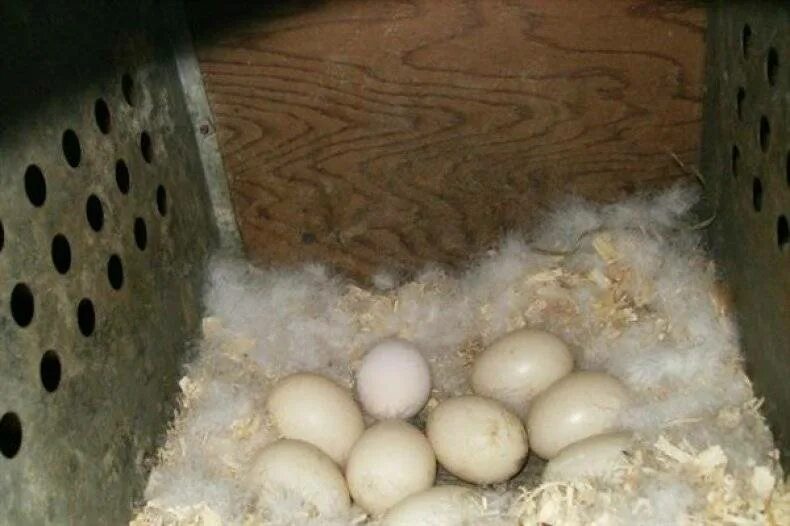 Сколько индоутка сидит на яйцах. Инкубационное яйцо индоутки. Яйцо мускусной утки. Индоутка высиживает яйца. Инкубационное яйцо мускусной утки.