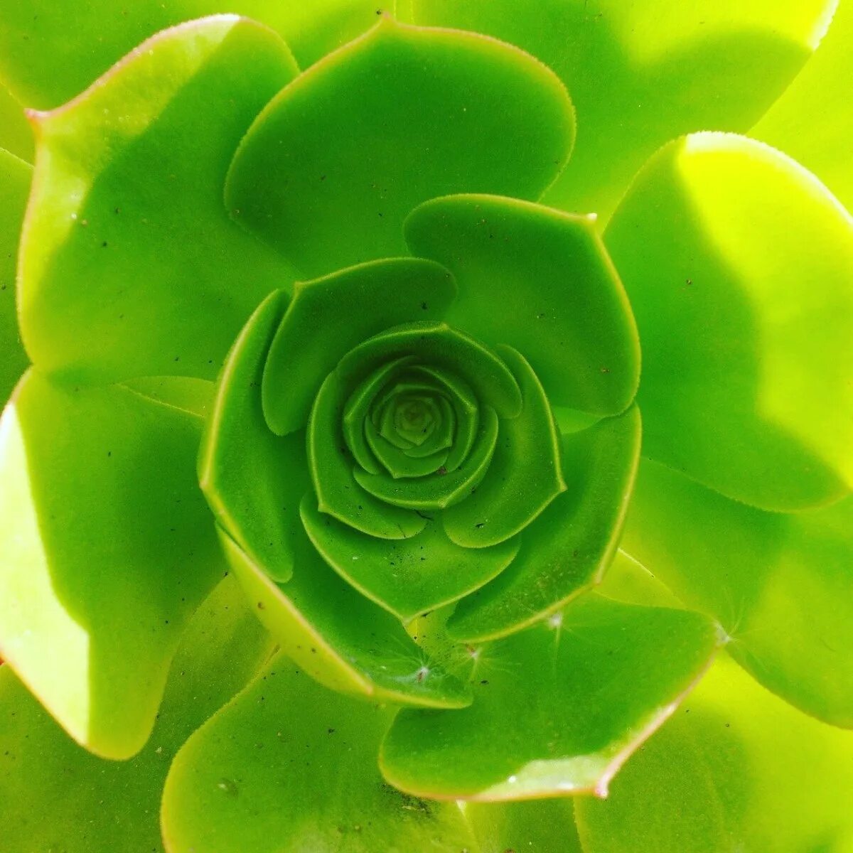 Покажи салатовый. Моника анафония зеленые цветы. Изумрудный шотландский вислоухий. Красноухая цветная танагра (chlorochrysa phoenicotis). Грин снейк.