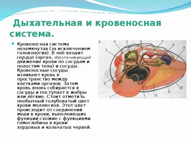 Дыхание и кровообращение вопросы. Органы дыхания и кровообращения 3 класс. Взаимосвязь дыхательной и кровеносной систем. Взаимосвязь кровеносной и дыхательной системы человека. Дыхательная и кровеносная система 3 класс.